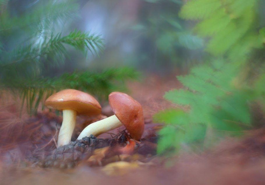 Грибы курочки и гусочки