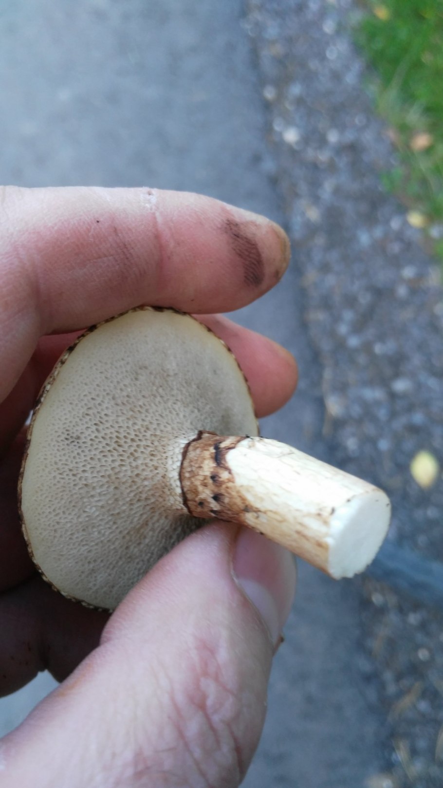 Лже маслята