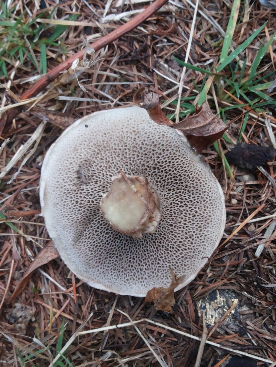 Млечник ароматный Lactarius glyciosmus