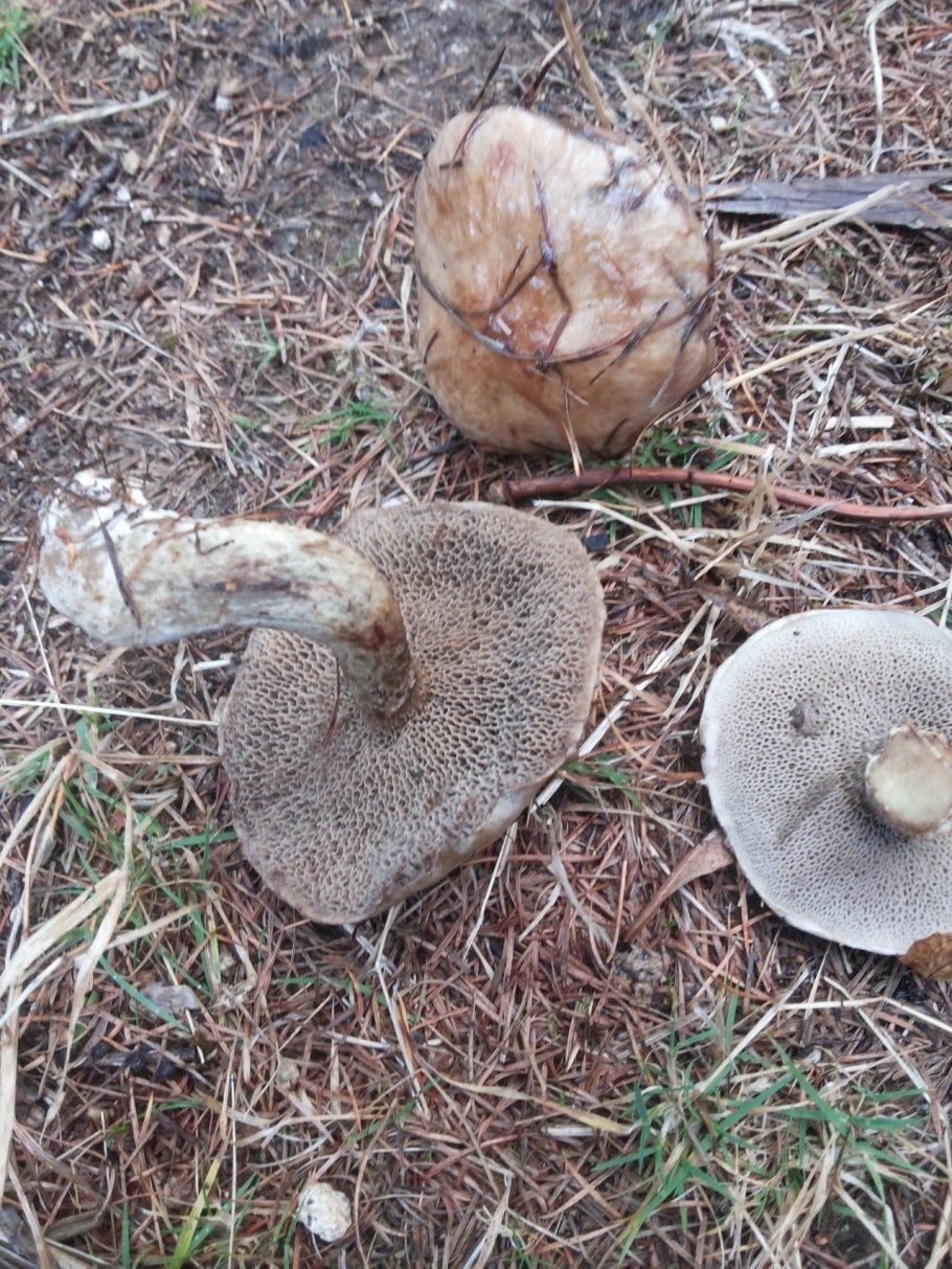 Грибы масленок серый