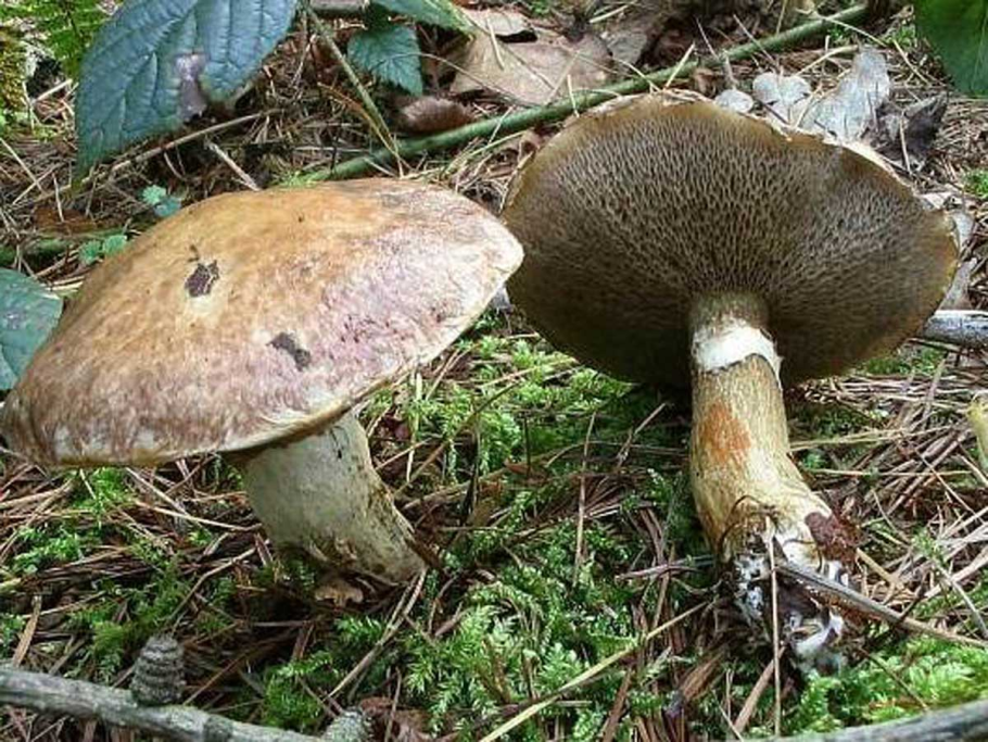 Suillus aeruginascens
