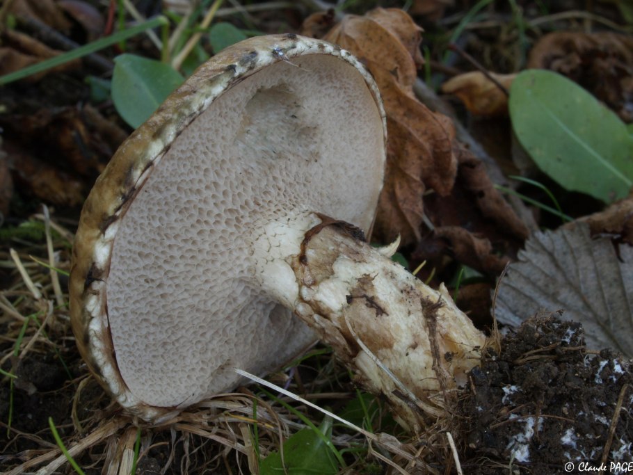 Suillus aeruginascens