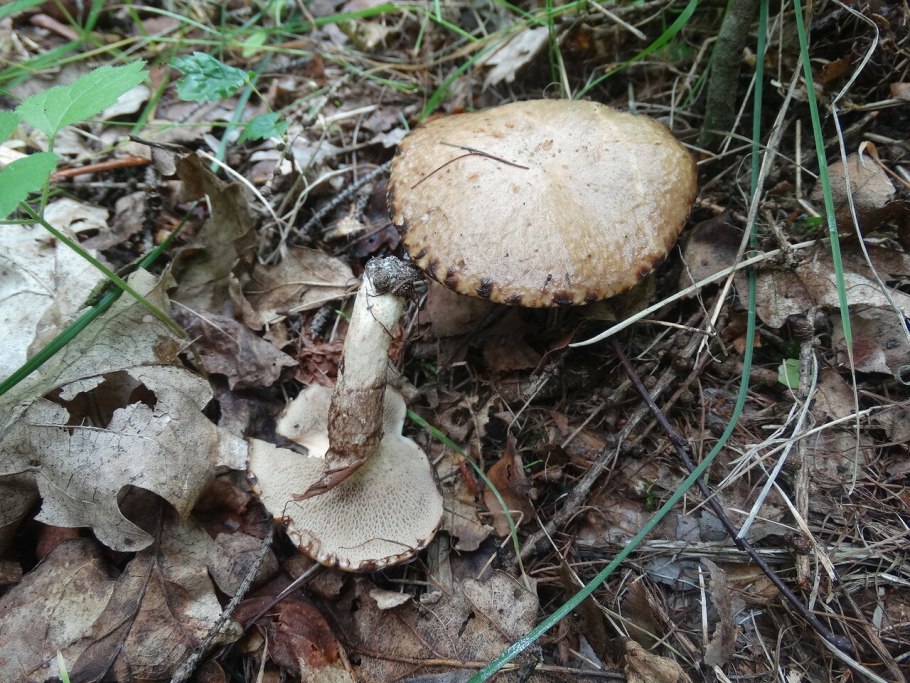 Масленок рыжий неокольцованный