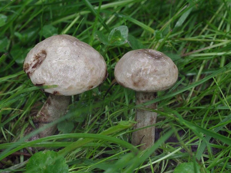 Грибы масленок серый