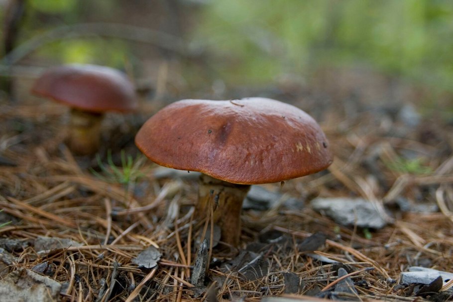 Suillus aeruginascens