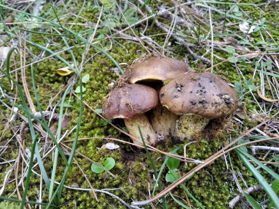 Поход за грибами в Белгородской области