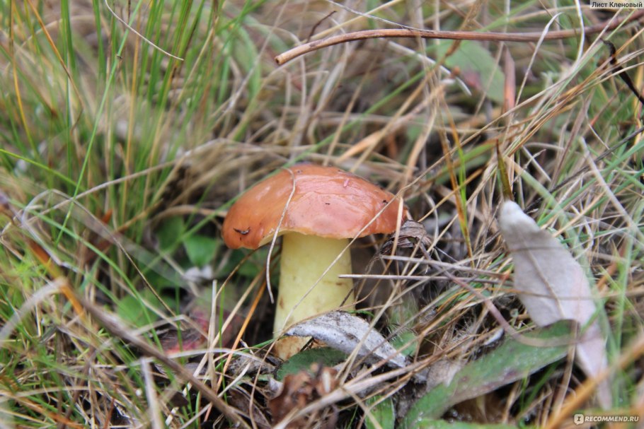 Болетовые (маслята, свинушки).