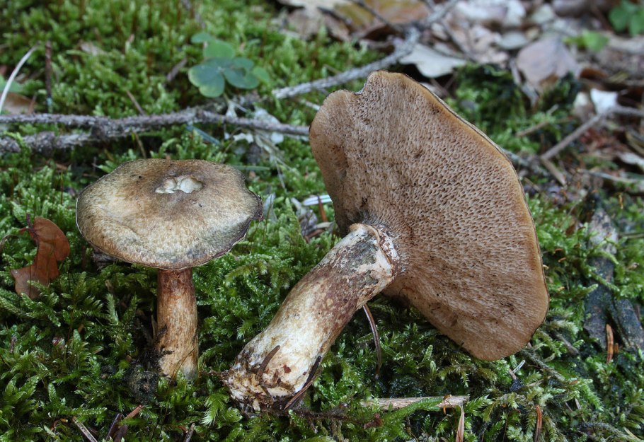 Suillus aeruginascens