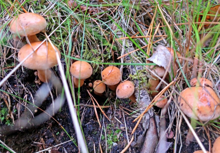 Маслята Республики Коми