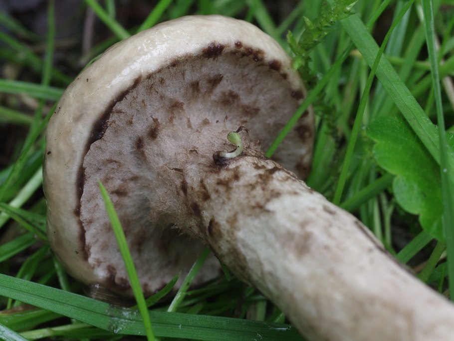 Масленок серый лиственничный