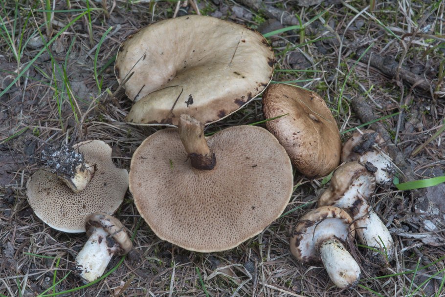 Грибы масленок серый