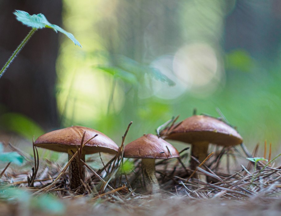 Маслята луговые