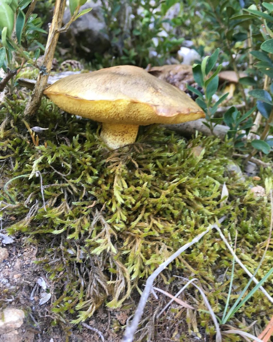 Грибное место маслята