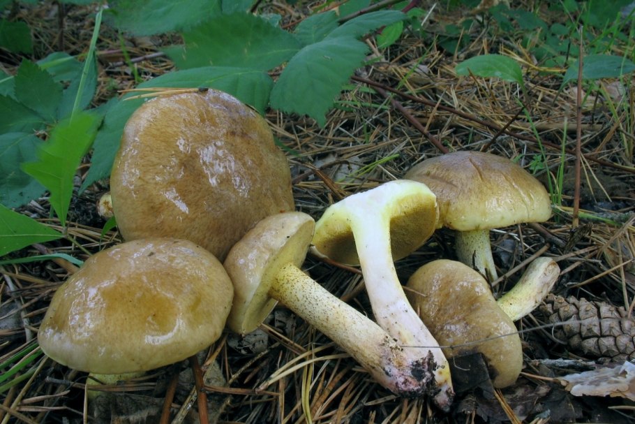 Маслята и чернушки