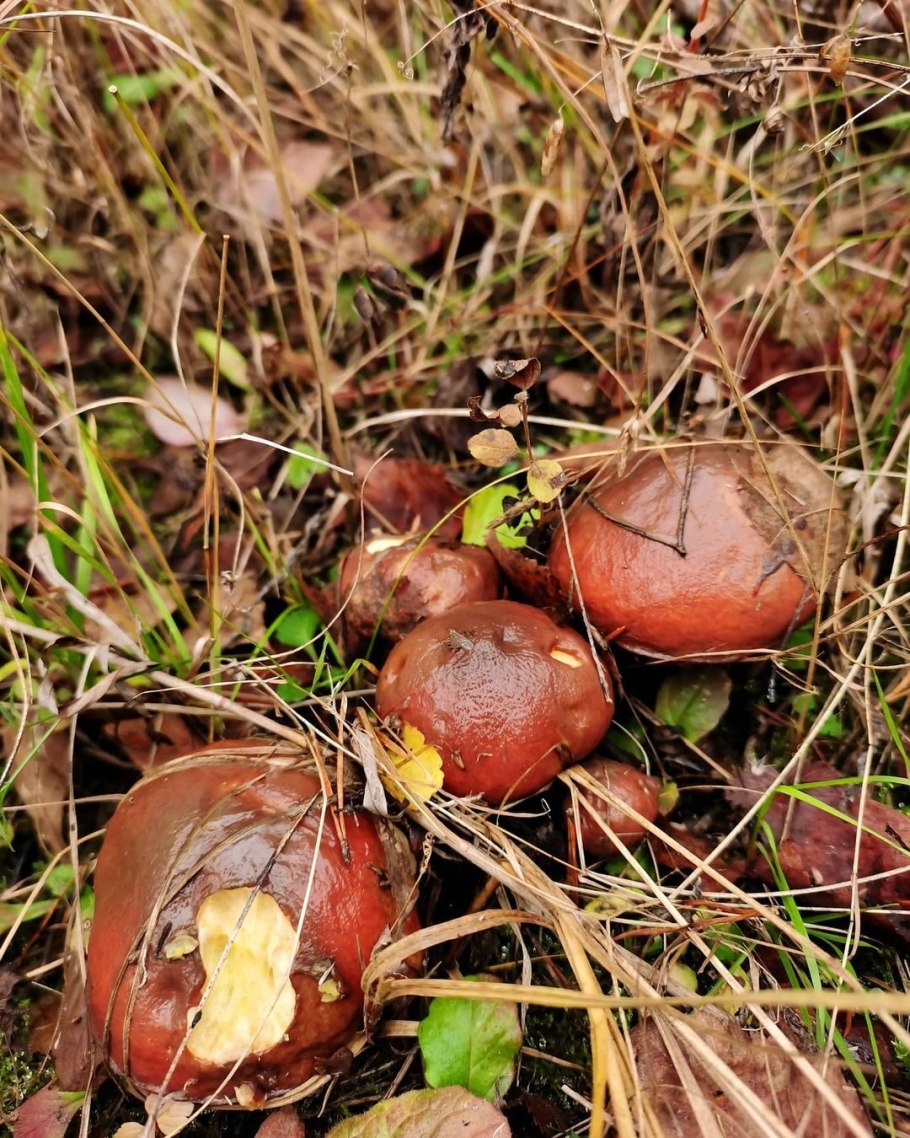 Масленок обыкновенный