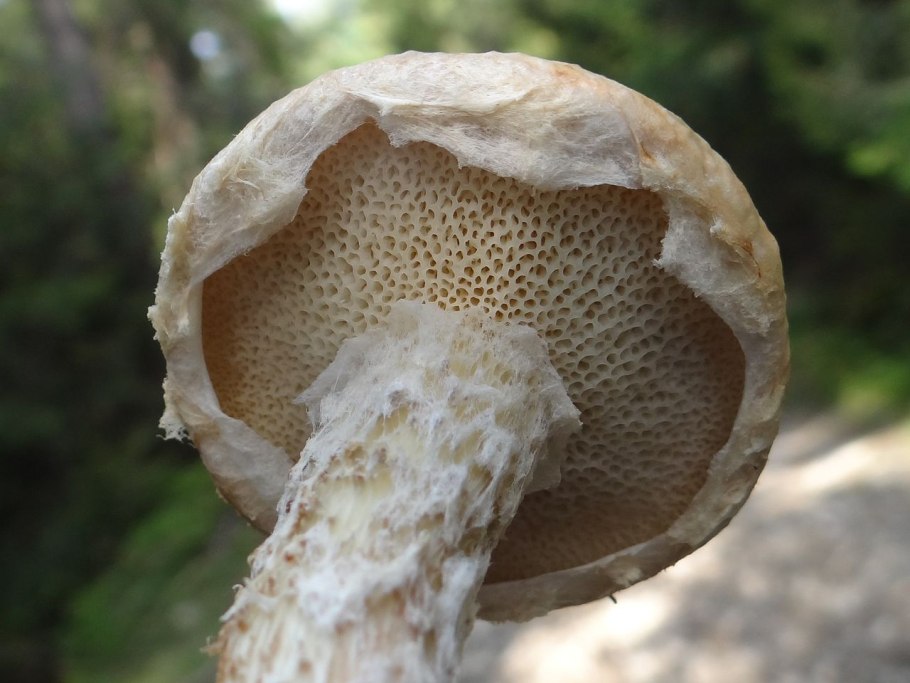 Грибы лиственничные маслята серые