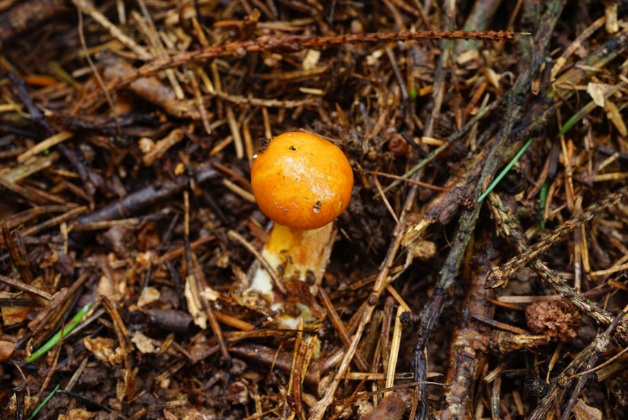 Масленок обыкновенный 15 мл