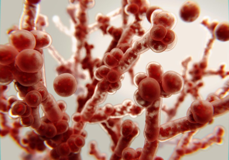 Candida Auris под микроскопом