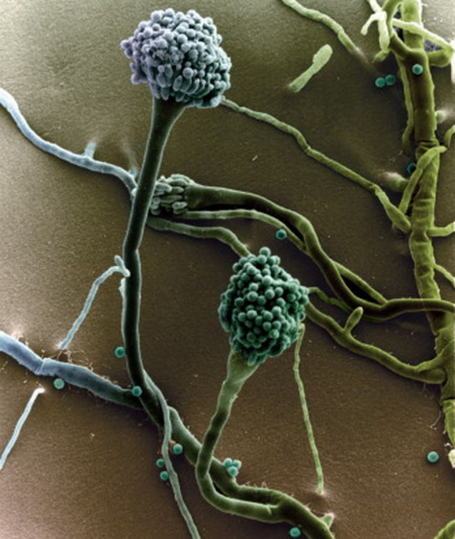 Аскомицеты патоген