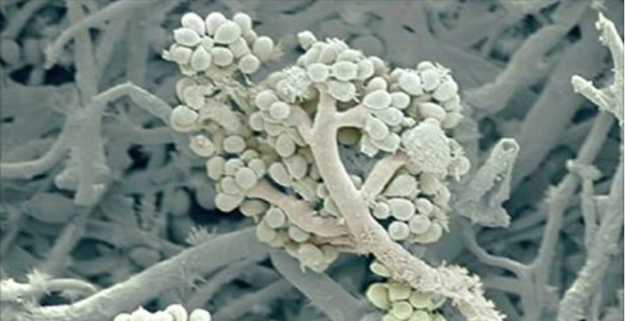 Грибок кандида под микроскопом