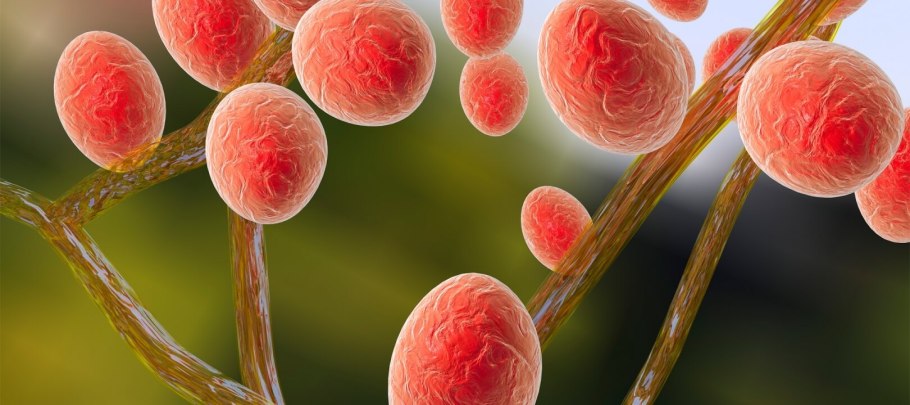 Конидиеносец Aspergillus