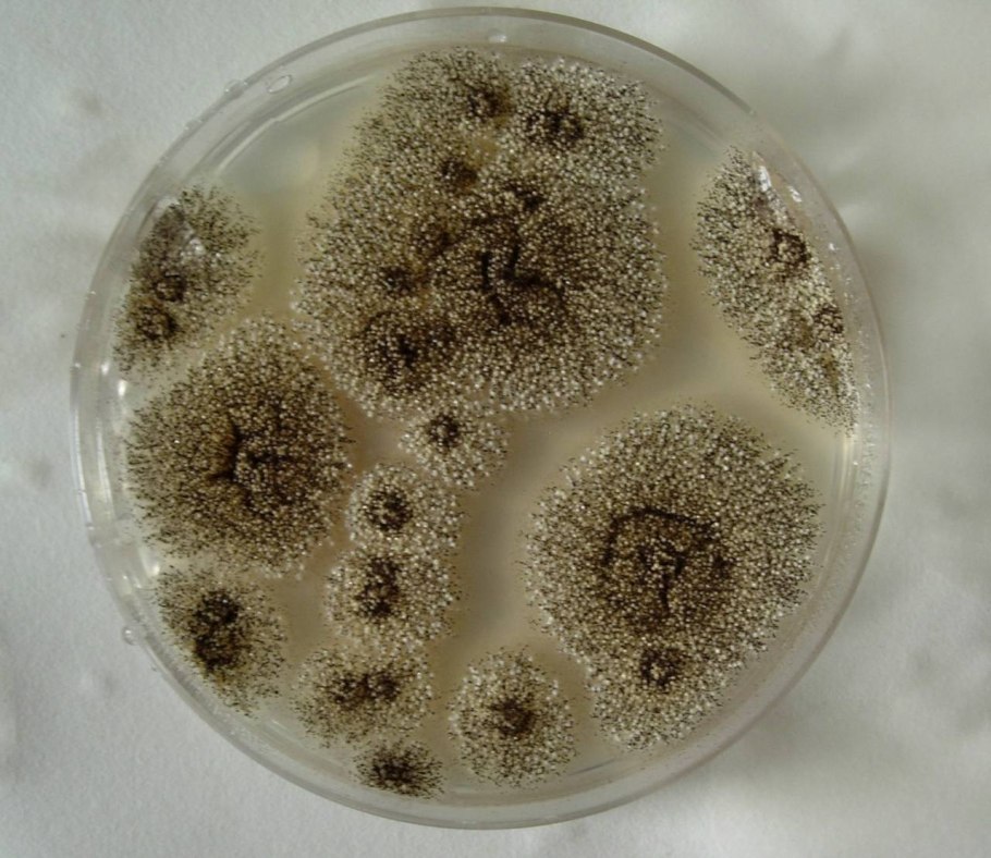 Аспергилл гриб