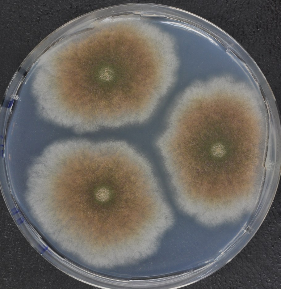 Бактерия аспергиллус