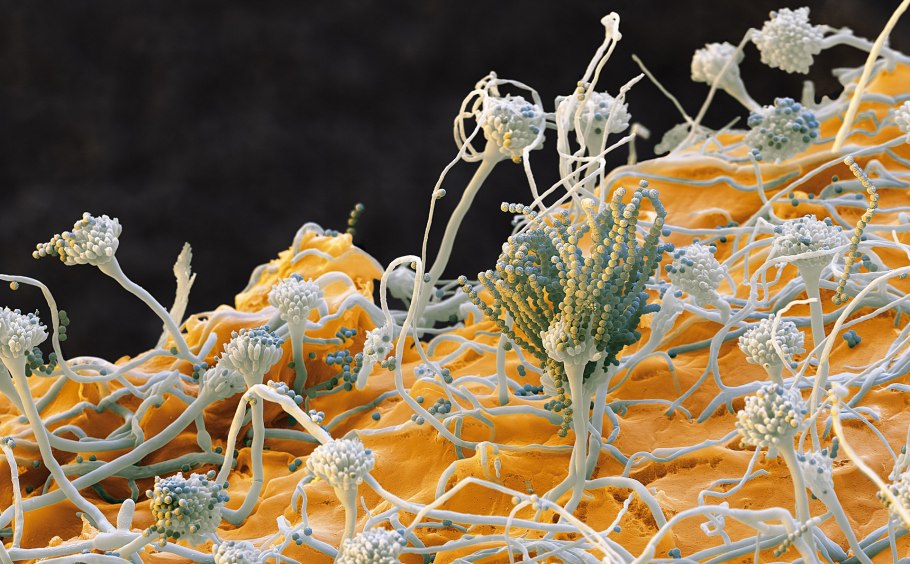 Aspergillus nidulans