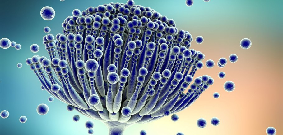 Плесневые грибы аспергиллус