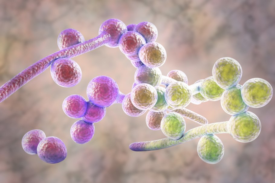 Кандида альбиканс