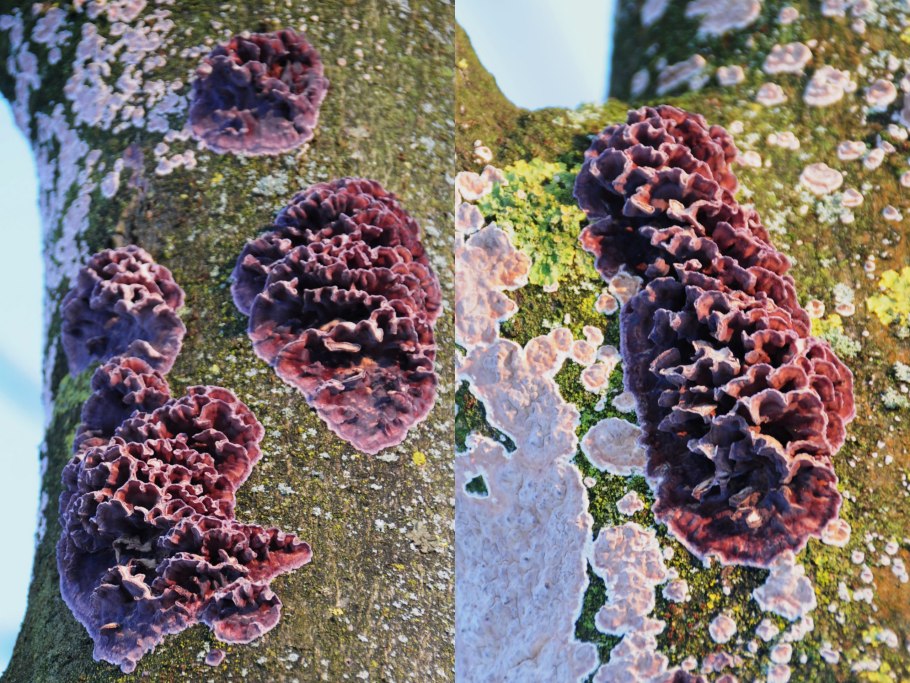 Гриб триходерма вериде