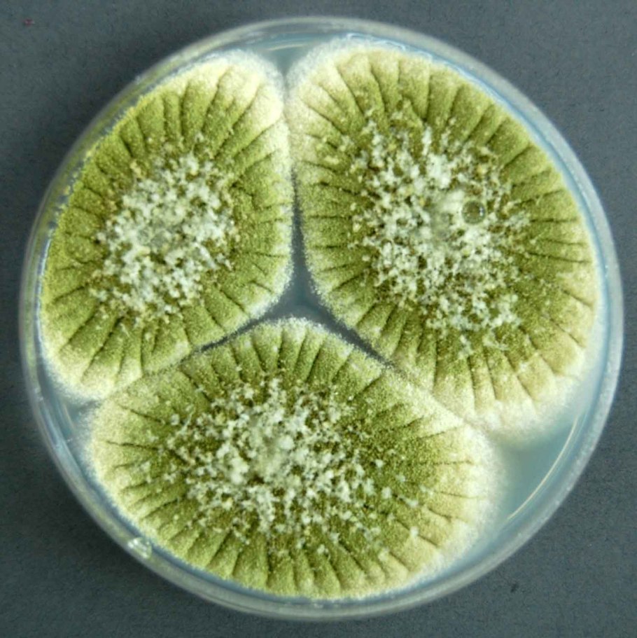 Aspergillus микробиология
