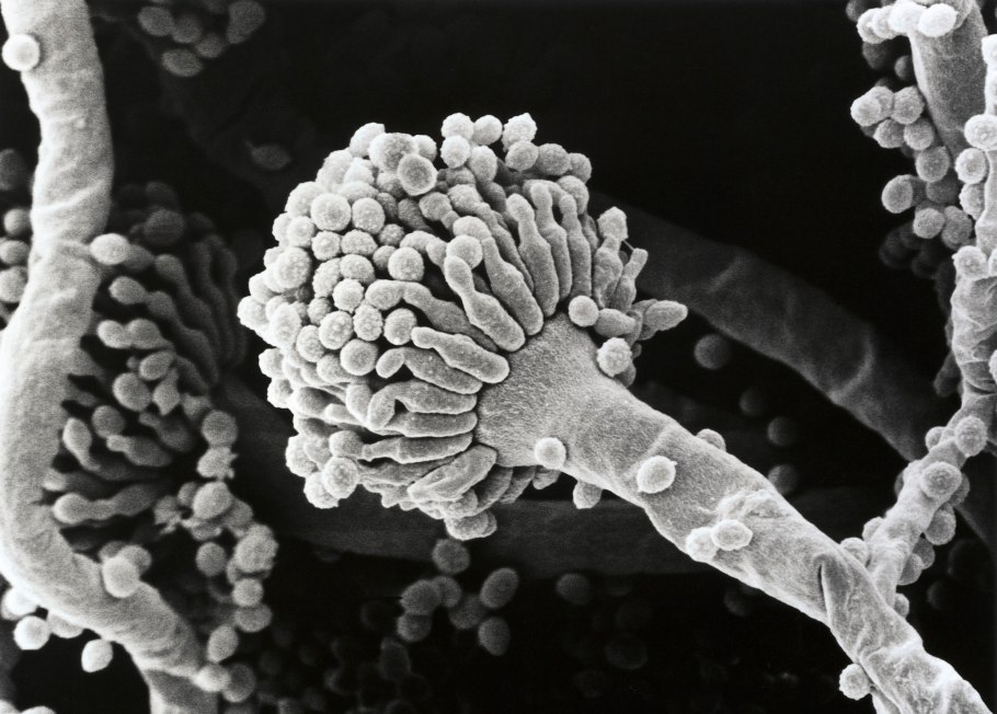 Грибок Aspergillus flavus.