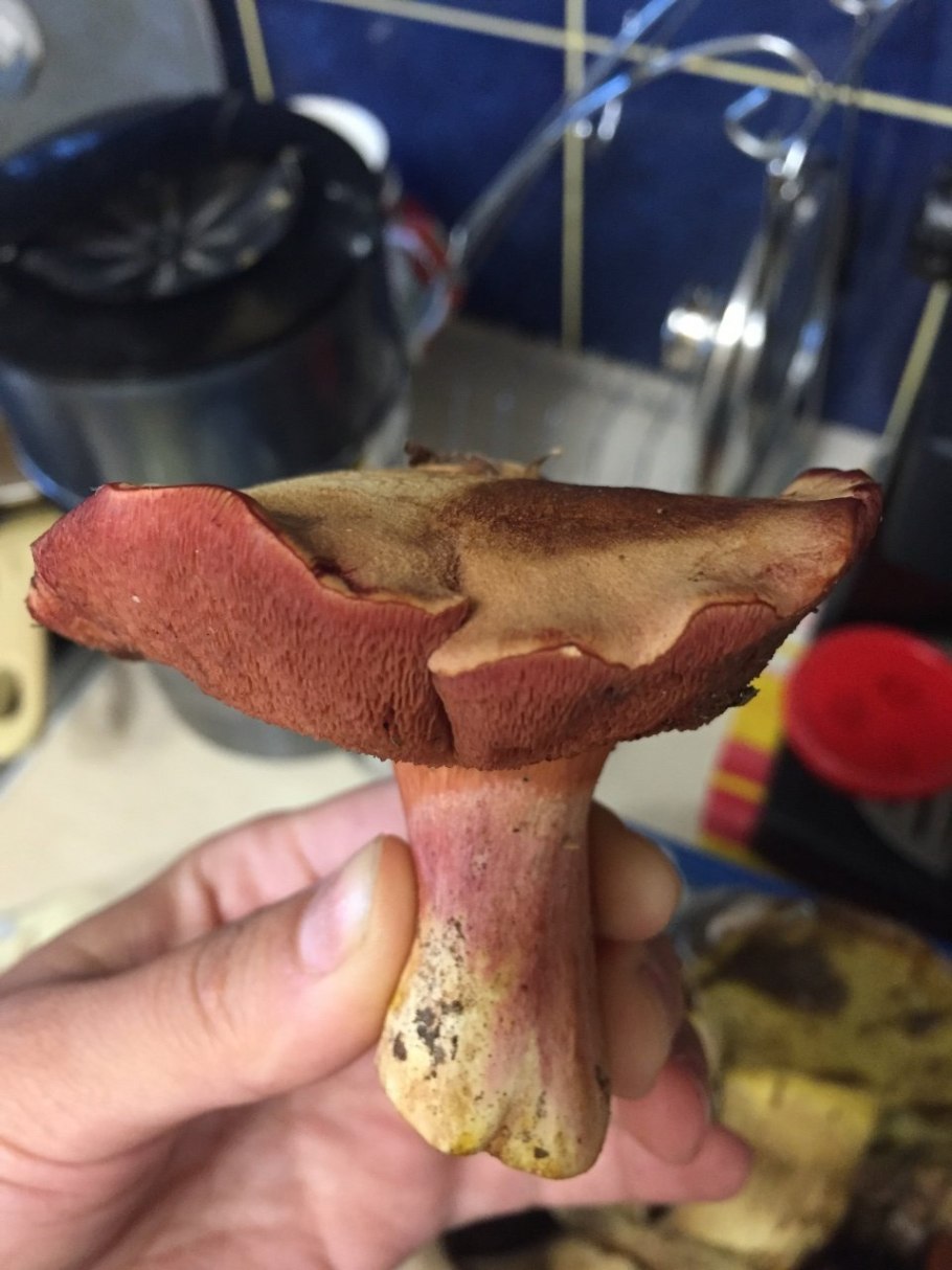 Маслёнок рубиновый (Suillus rubinus)