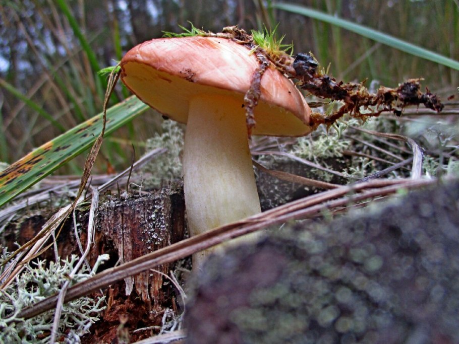 Масленок рубиновый фото