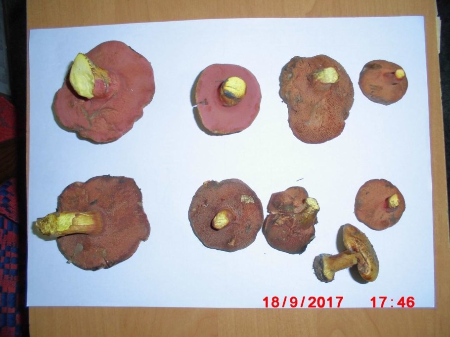 Подберёзовик пепельно-серый (Leccinum leucophaeum)