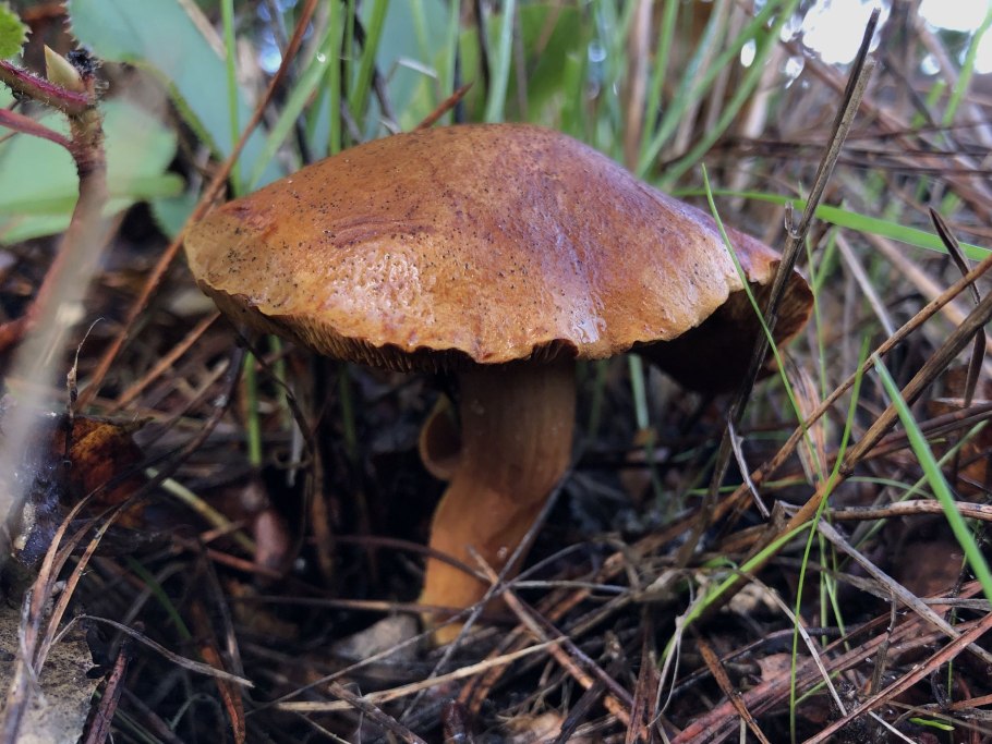 Перечный гриб Chalciporus piperatus