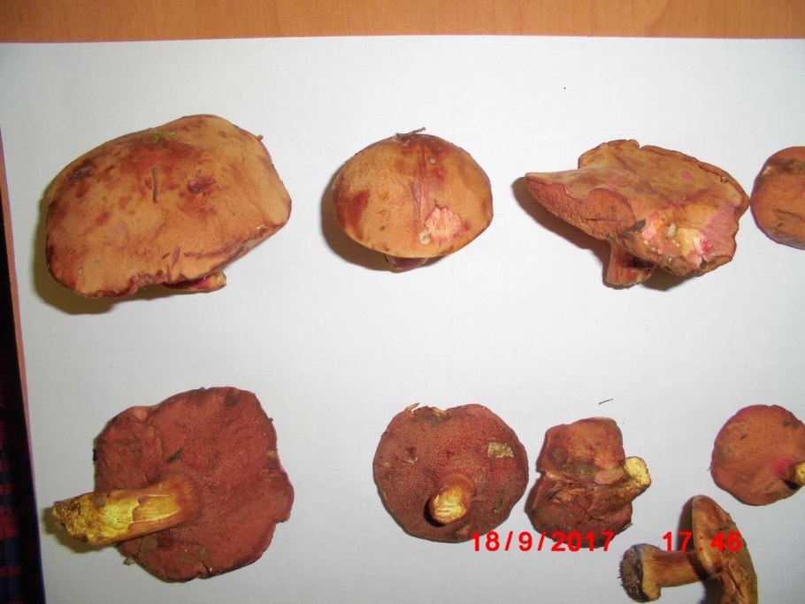 Масленок рубиновый, рубиноболетус