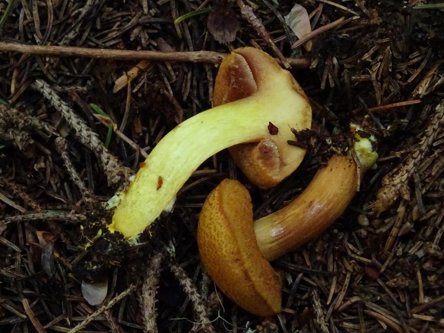 Гриб моховик ложный