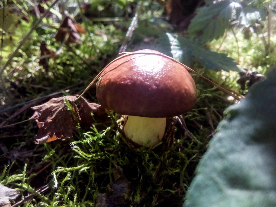 Маслёнок рубиновый (Suillus rubinus)