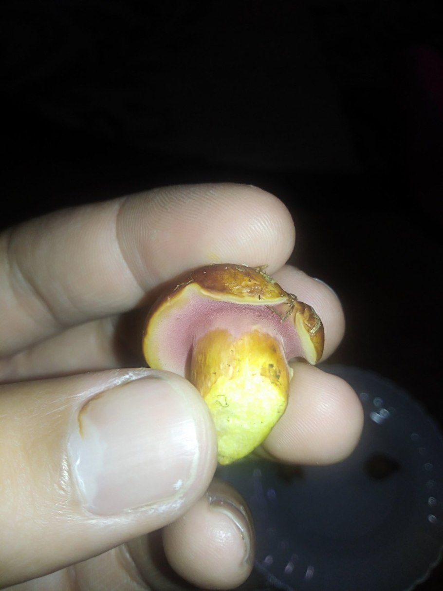 Ложный масленок лиственничный