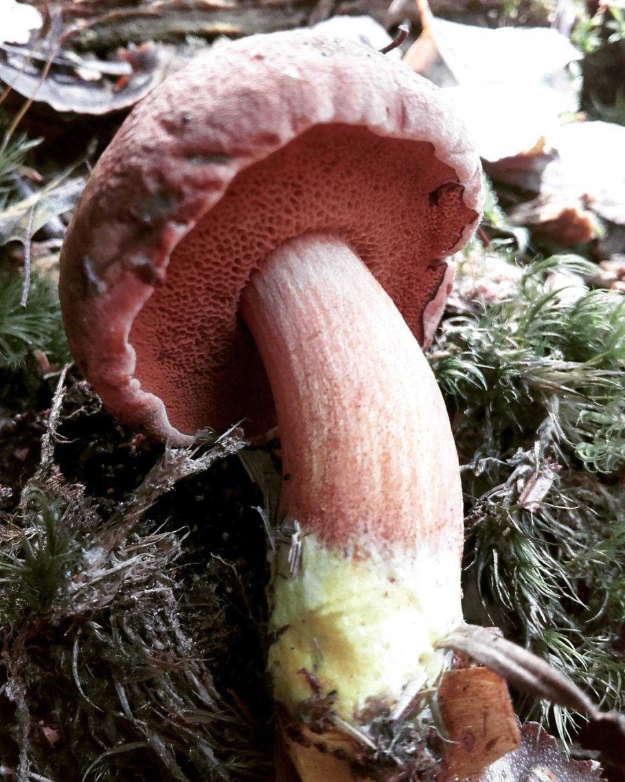 Виктория масленок