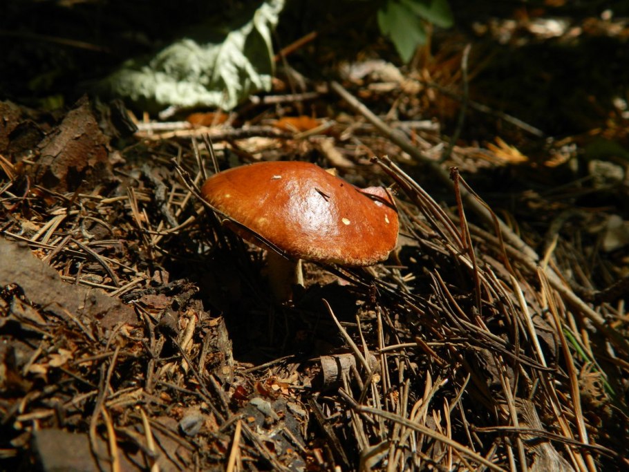 Маслёнок рыже-красный