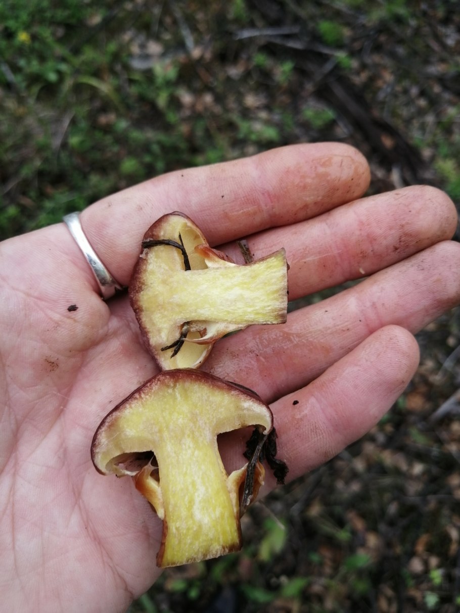 Маслёнок Клинтона фото