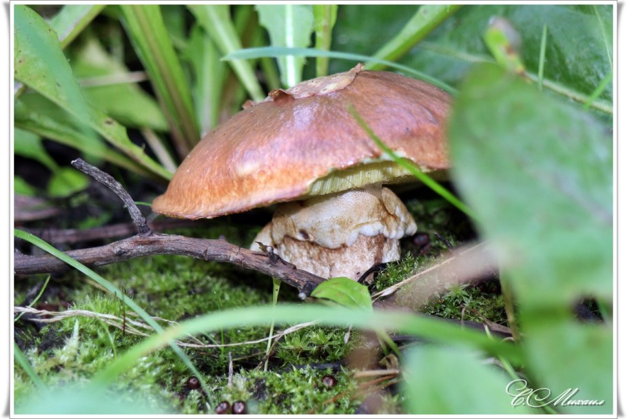 Гриб Грибыч