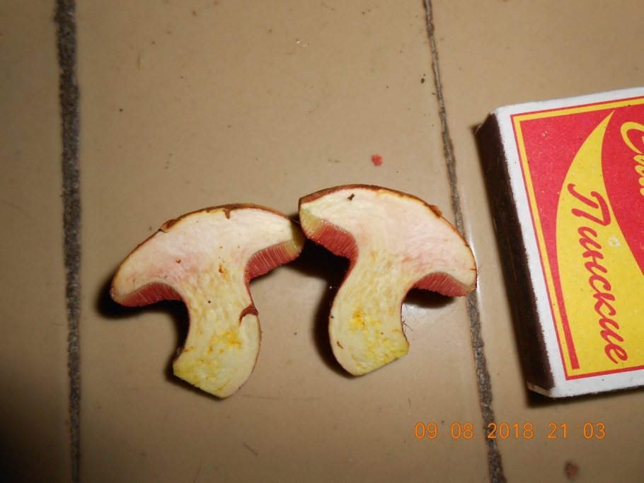 Перечный гриб рубиновый Rubinoboletus rubinus