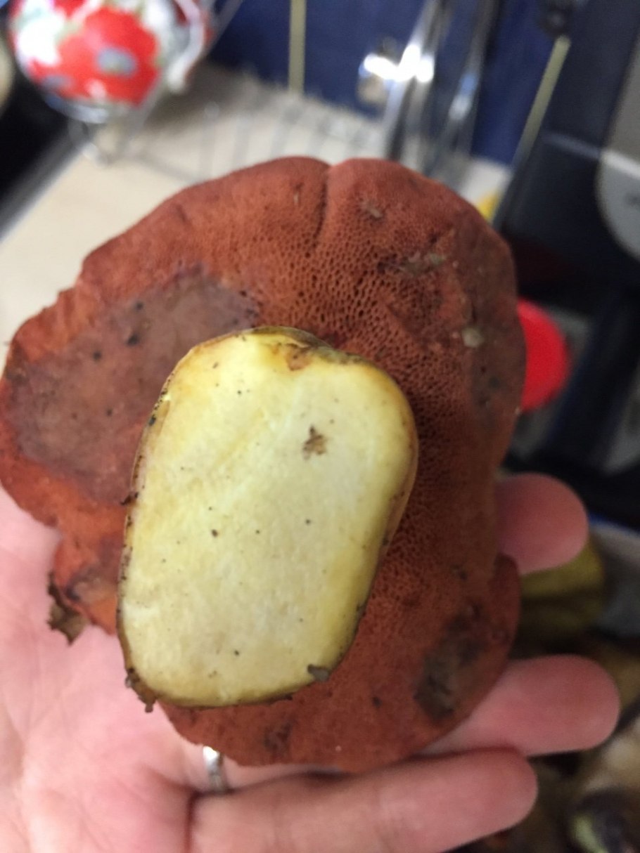 Перечный гриб рубиновый Rubinoboletus rubinus