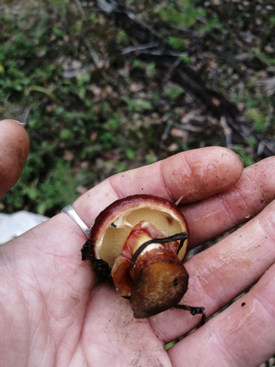 Маслёнок Клинтона (Suillus clintonianus)