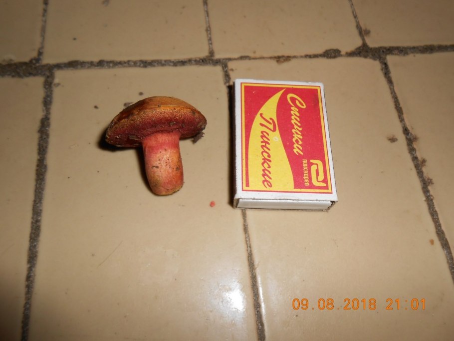 Перечный гриб рубиновый