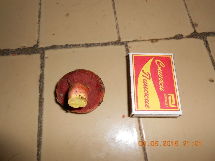 Перечный гриб Chalciporus piperatus